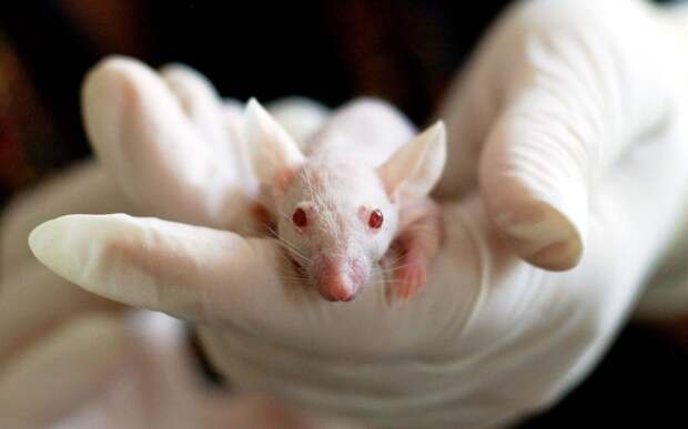 Новая линия гуманизированных мышей позволит испытывать лекарства от ковида