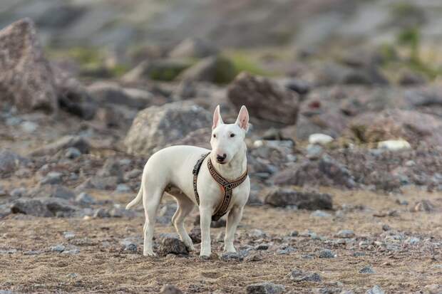 IMG_2345 (ресайз).jpg