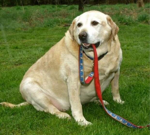 13. Альфи, 79-килограммовый лабрадор  животные, ожирение, собака