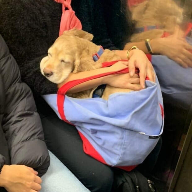 Снимки собак, которые путешествуют в сумках
