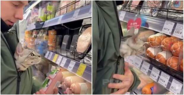 Кошка помогает выбрать колбасу