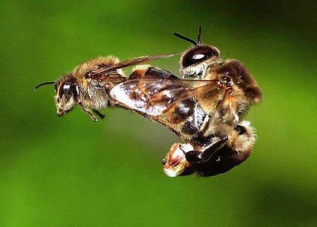 Пчелы доходят до кульминации со взрывом животные, факты, фото