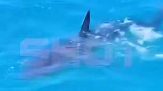 Нашествие акул в Египте / Кадр из видео: Shot