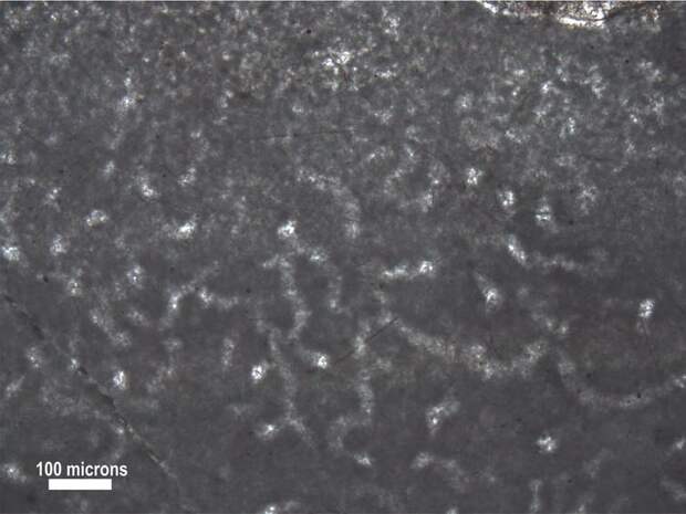 A magnified image of a possible sponge fossil