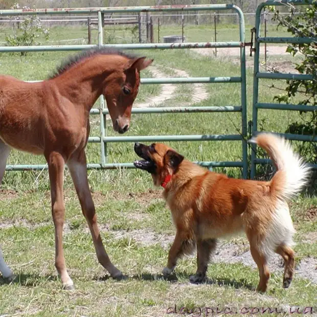История дружбы собаки и лошади!
