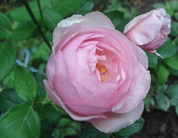 Jacques Truphemus  .  Производитель : Fabien DUCHER