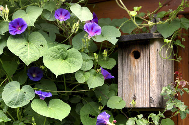 Адвокат Слезкина: за ипомею трехцветную на даче можно получить срок в колонии