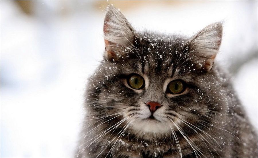 Зимние забавы кошек