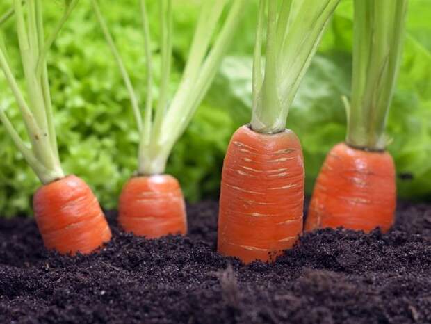 Если морковь не окучивать, она может позеленеть