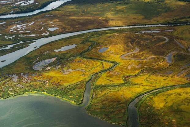 Камчатка камчатка, медведи, фото, россия