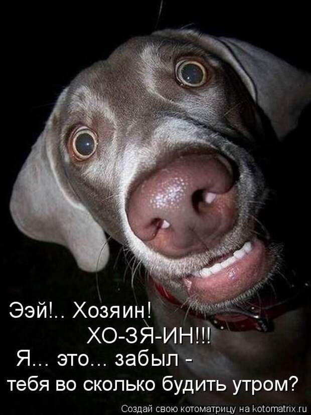 Юмор свежих котоматриц за 25.11.2011 (30 штук)