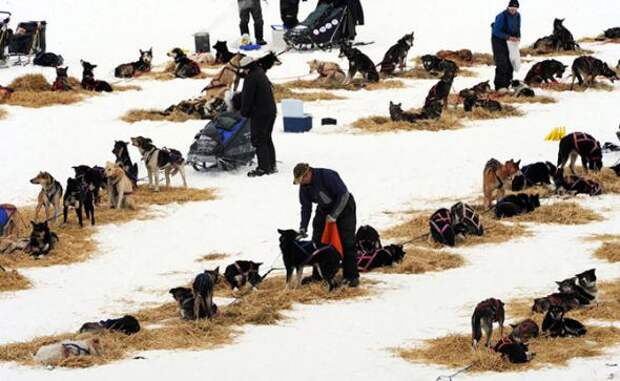 Гонка на собачьих упряжках Iditarod 2013