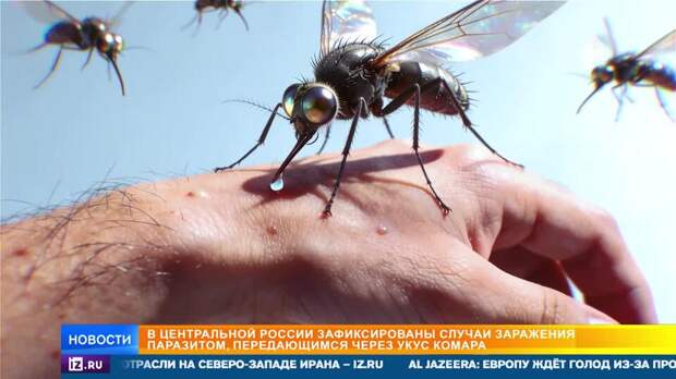 Комары-переносчики паразитов захватывают центральную Россию