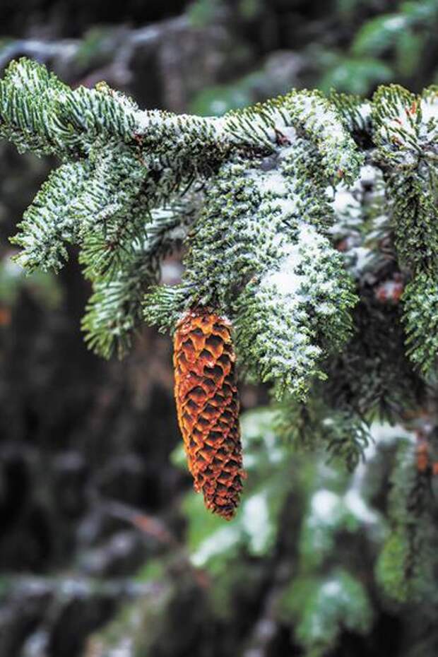 Хвойный лес заряжает здоровьем на весь год