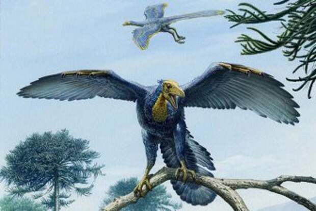 После исчезновения динозавров эволюция черепа птицы замедлилась