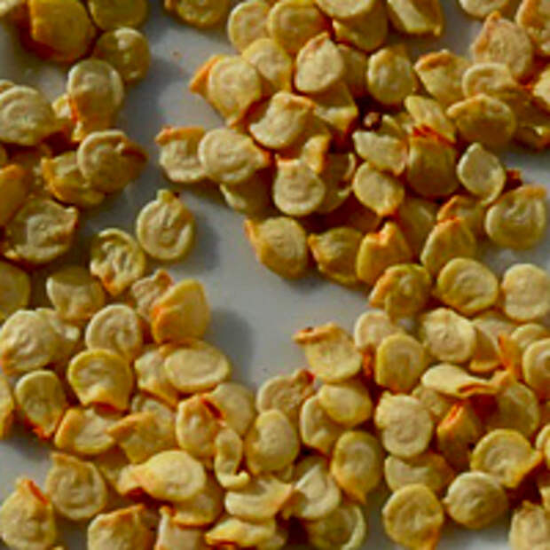 Семена перца сладкого: подготовка к посеву, посадка, лучшие сорта