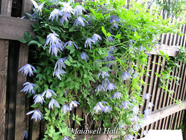 Maidwell-Hal