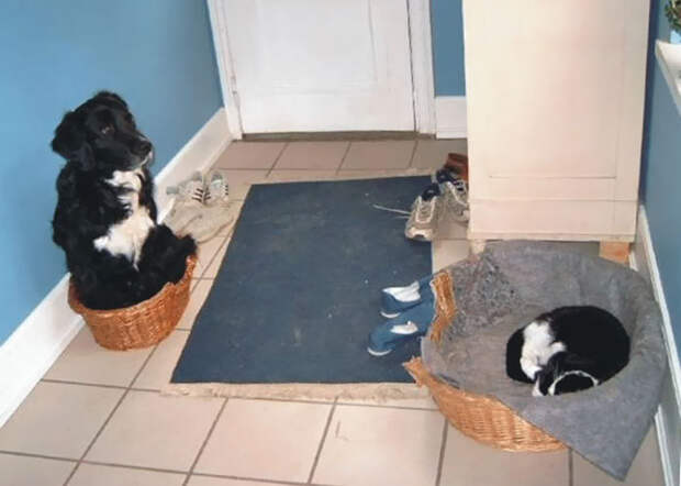 cats-stealing-dog-beds-64-57e143be4e6c2__700