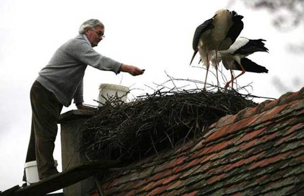 Amazing love story of one pair of storks 05