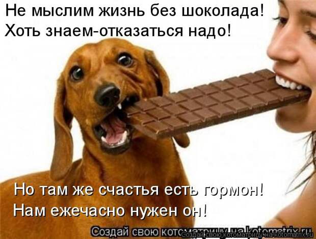 Котоматрица: Не мыслим жизнь без шоколада! Хоть знаем-отказаться надо! Но там же счастья есть гормон! Нам ежечасно нужен он!