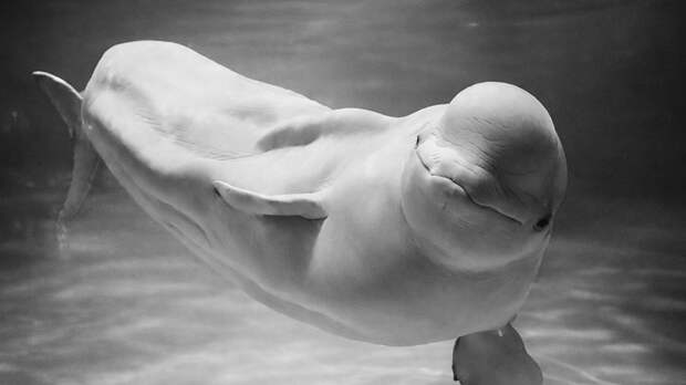 «Почетная няня дельфинят» белуха Понка умерла в «Москвариуме»