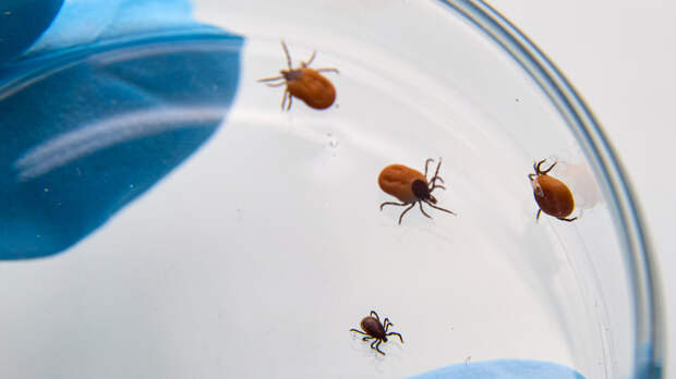 Умер за считанные дни: врачи не смогли спасти 21-летнего парня после укуса клеща