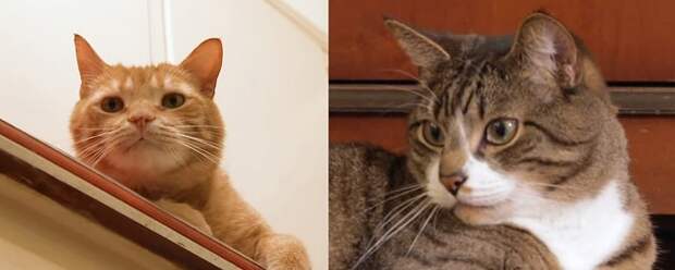 Большие коты Два кота