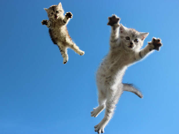 7 секунд - полёт нормальный кот, подборка картинок, фото