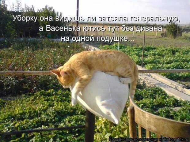 Котоматрицы (картинки с надписями)