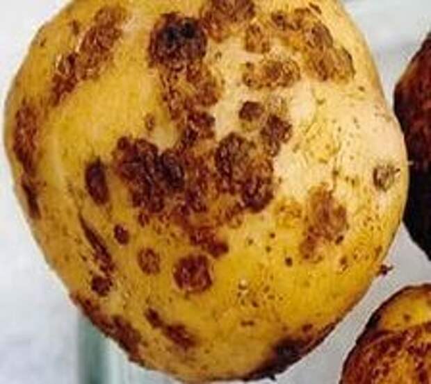 Заболевания картофеля клубней фото и название