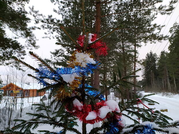 Пункты сбора новогодних ёлок откроют в Новосибирске с 9 января