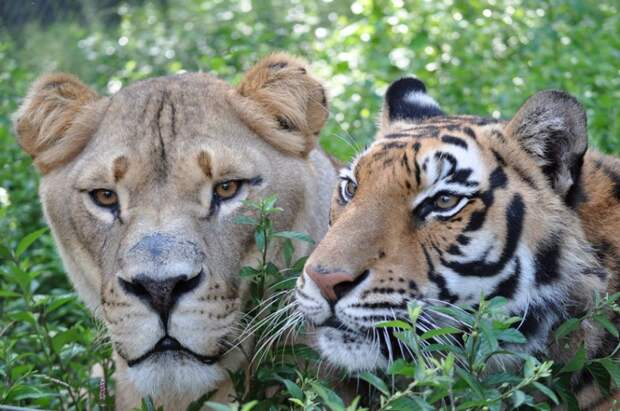 лев тигр и медведь. дружба животных, Лео Балу Шер-Хан