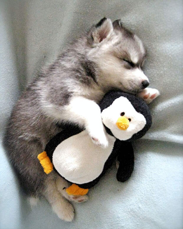 Husky Puppy Taking A Nap With His Stuffed Penguin