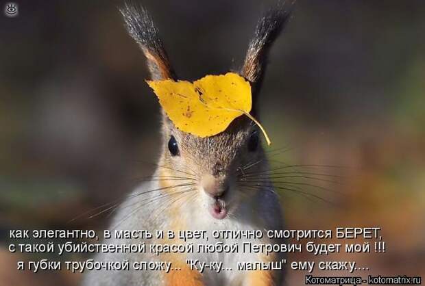 Приколы в котоматрице 36