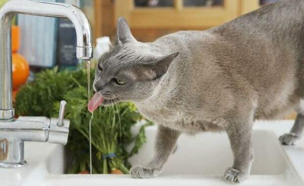 В жару у кошки обязательно должен быть доступ к прохладной воде
