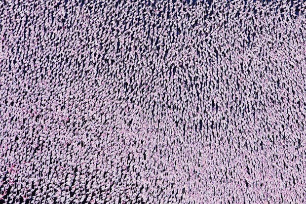 thousandsofflamingo 15 Тысячи розовых фламинго на озере Накуру