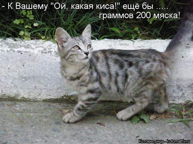 1474017276_kotomatricy-27