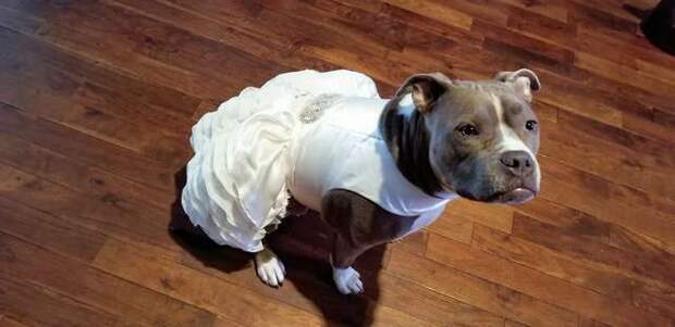 собака в платье