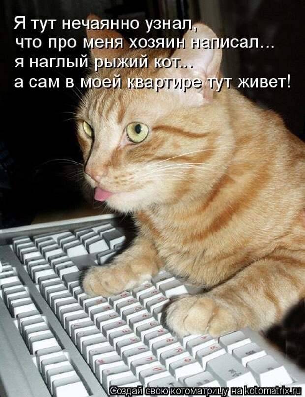 Лучшая котоматрица недели