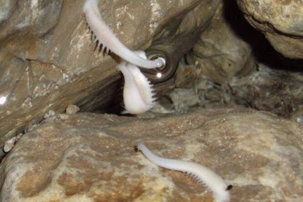Жизнь троглобионтов: 10 необычных обитателей пещер