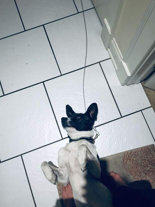 Bigpicture.ru забавных фото с животными, которые гарантированно поднимут вам настроение