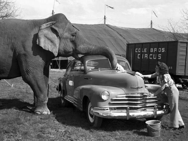 Слон из бродячего цирка помогает мыть автомобиль Chevrolet Fleetline Aerosedan 91hp модель 1946, 1950 год. история, ретро, фото