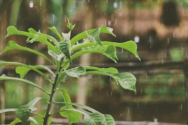 Растения могут испытать стресс от контакта с водой: зеленая паника