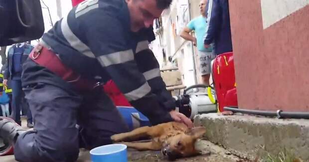 Румынский пожарный спас жизнь собаке, сделав ей искусственное дыхание