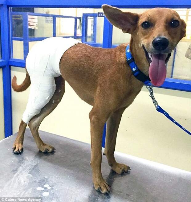 Собака, выброшенная с крыши студентами-медиками,сумела выжить и обрела любящую семью животные, история, собака