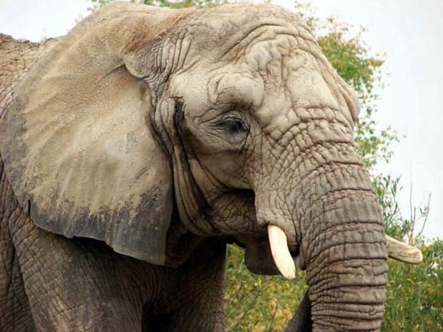 Какая максимальная высота африканского слона в плечах?