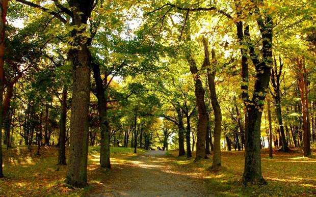 norway-oslo-autumn-fall-park