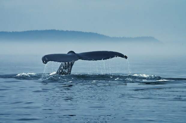 В Мурманской области началась операция по спасению кита, запутавшегося в сетях