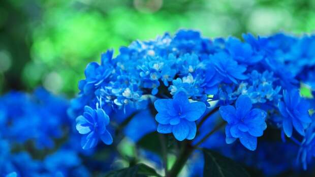 Все синие цветы цветут всегда в июне... (Ирина Абрамова)