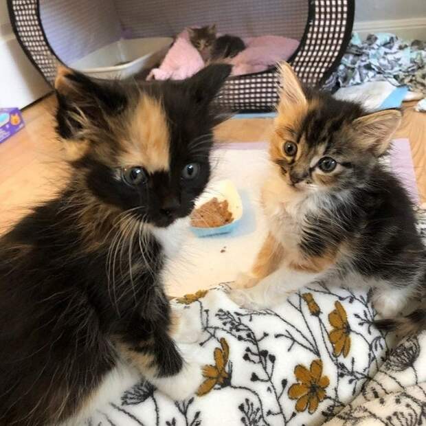 Котята сидят Два котенка
